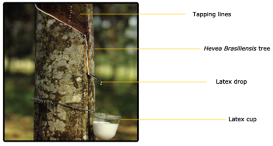 NR latex from a Hevea brasiliensis tree collected in a cup after tapping.